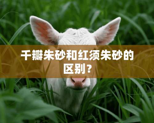 千瓣朱砂和红须朱砂的区别？