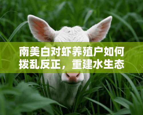 南美白对虾养殖户如何拨乱反正，重建水生态