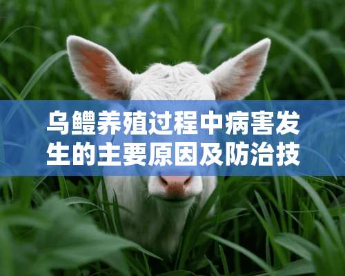 乌鳢养殖过程中病害发生的主要原因及防治技术介绍