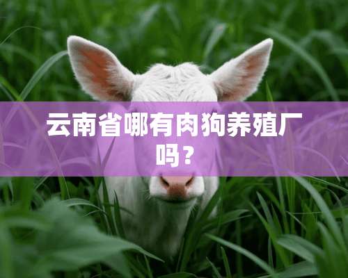 云南省哪有肉狗养殖厂吗？