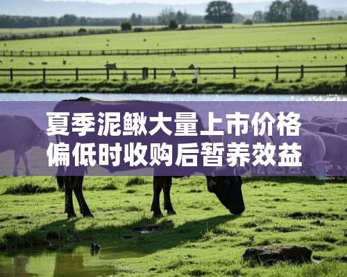 夏季泥鳅大量上市价格偏低时收购后暂养效益好