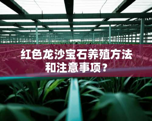 红色龙沙宝石养殖方法和注意事项？