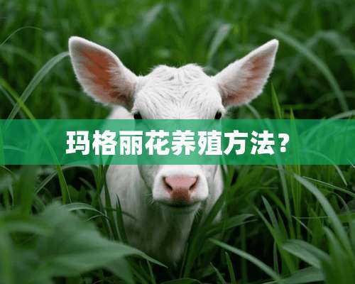 玛格丽花养殖方法？