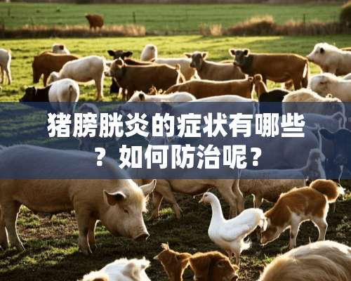 猪膀胱炎的症状有哪些？如何防治呢？