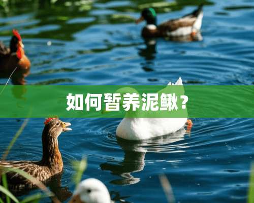 如何暂养泥鳅？