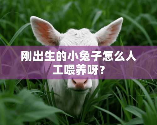 刚出生的小兔子怎么人工喂养呀？