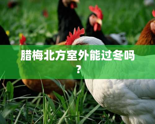 腊梅北方室外能过冬吗？