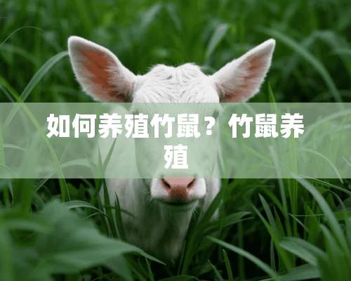 如何养殖竹鼠？竹鼠养殖