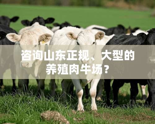 咨询山东正规、大型的养殖肉牛场？