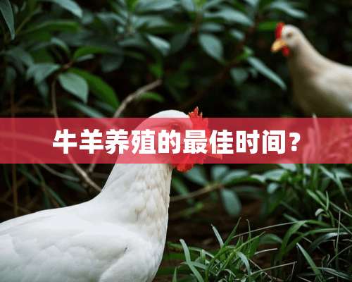 牛羊养殖的最佳时间？