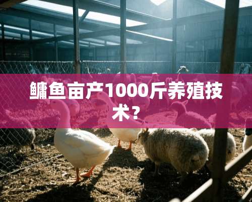 鳙鱼亩产1000斤养殖技术？