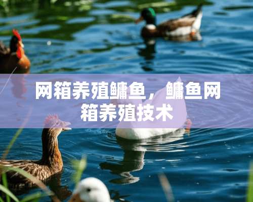 网箱养殖鳙鱼，鳙鱼网箱养殖技术