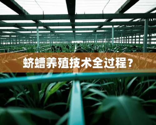 蛴螬养殖技术全过程？