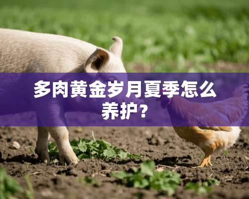 多肉黄金岁月夏季怎么养护？