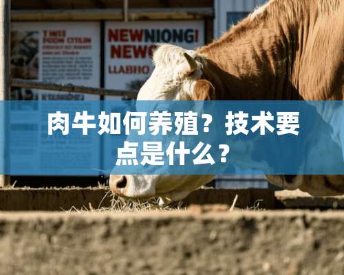 肉牛如何养殖？技术要点是什么？