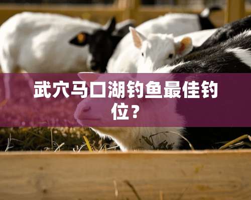 武*马口湖钓鱼最佳钓位？