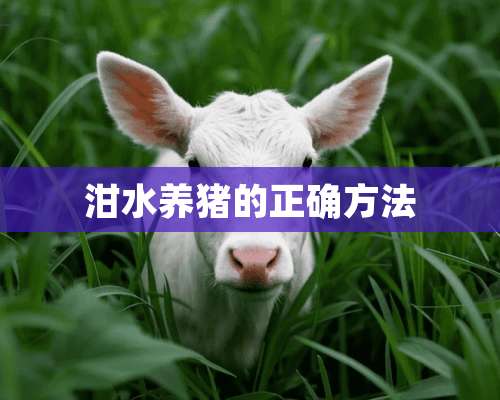 泔水养猪的正确方法