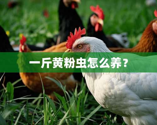 一斤黄粉虫怎么养？