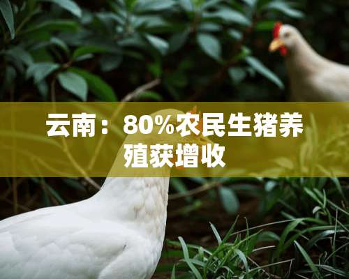 云南：80%农民生猪养殖获增收