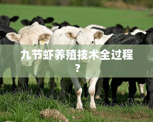 九节虾养殖技术全过程？