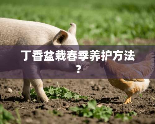 **盆栽春季养护方法？