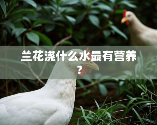 兰花浇什么水最有营养？