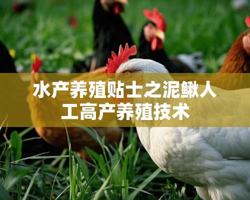 水产养殖贴士之泥鳅人工高产养殖技术