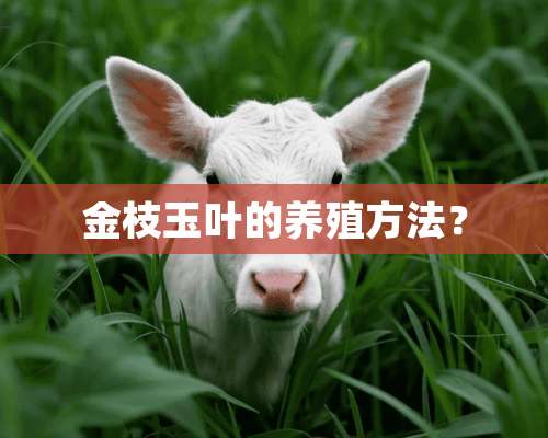 金枝玉叶的养殖方法？