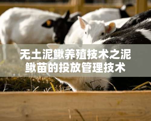 无土泥鳅养殖技术之泥鳅苗的投放管理技术