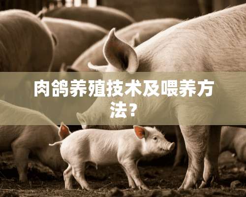 肉鸽养殖技术及喂养方法？