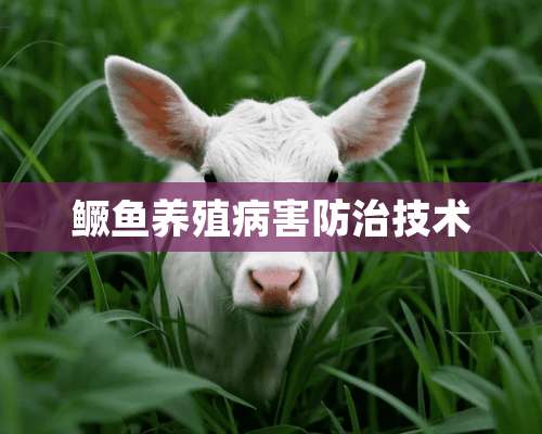 鳜鱼养殖病害防治技术