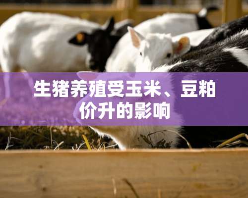 生猪养殖受玉米、豆粕价升的影响