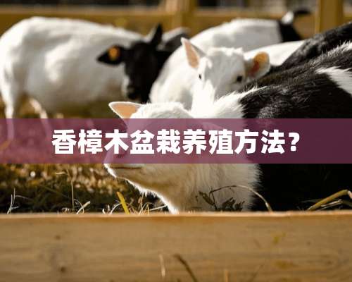 香樟木盆栽养殖方法？