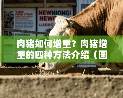 肉猪如何增重？肉猪增重的四种方法介绍（图）