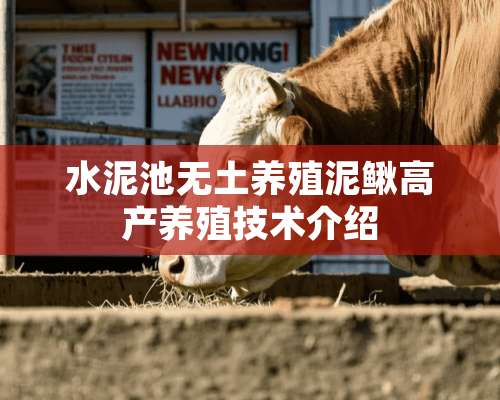 水泥池无土养殖泥鳅高产养殖技术介绍