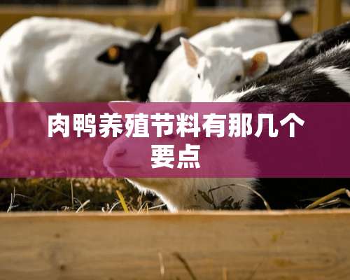 肉鸭养殖节料有那几个要点