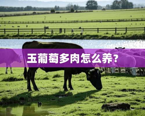 玉葡萄多肉怎么养？