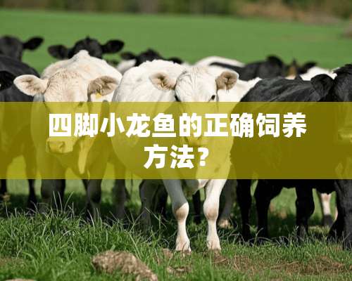 四脚小龙鱼的正确饲养方法？