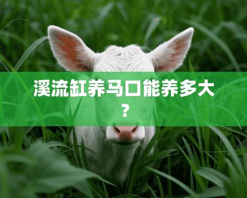 溪流缸养马口能养多大？