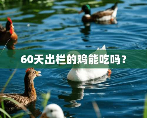 60天出栏的鸡能吃吗？