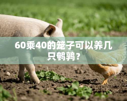 60乘40的笼子可以养几只鹌鹑？