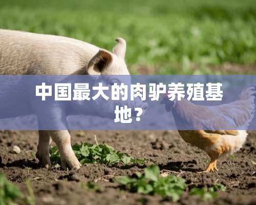 中国最大的肉驴养殖基地？