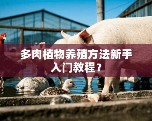 多肉植物养殖方法新手入门教程？