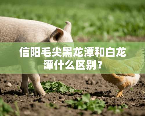 信阳毛尖黑龙潭和白龙潭什么区别？