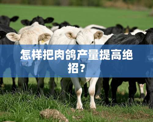 怎样把肉鸽产量提高绝招？