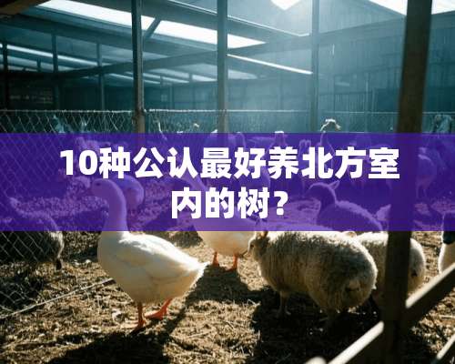 10种公认最好养北方室内的树？