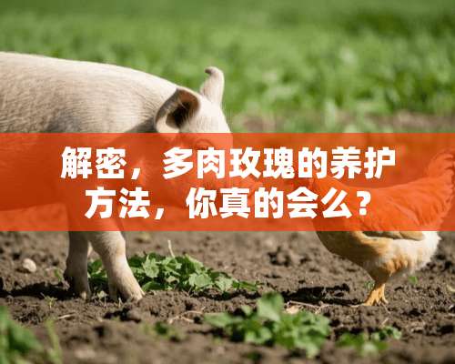 解密，多肉玫瑰的养护方法，你真的会么？