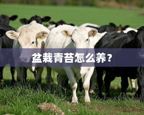 盆栽青苔怎么养？