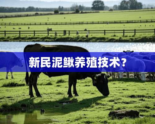 新民泥鳅养殖技术？