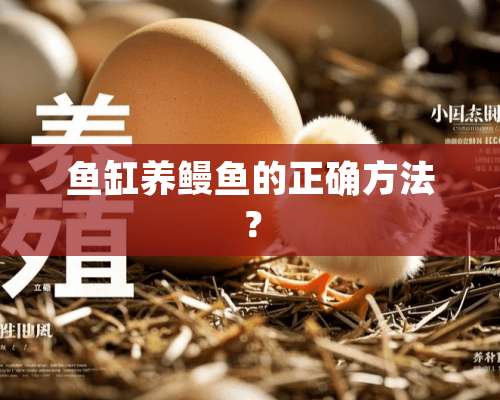 鱼缸养鳗鱼的正确方法？